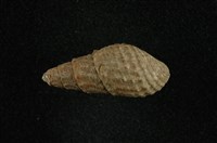 藏品(瘤蜷)的圖片